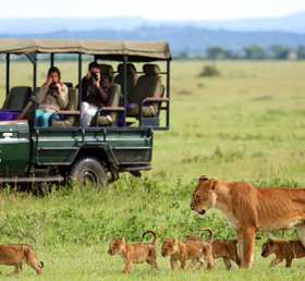 Bandipur National Park Safari