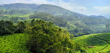 Kerala Hill Station Tour- Munnar & Thekkady