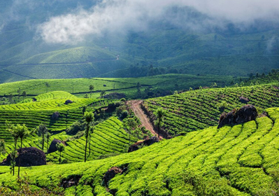 Munnar Tour Package – 3 Nights 4 Days