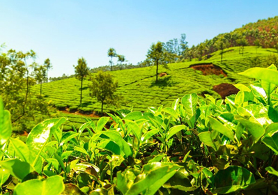 Best Ooty Tour Packages for a Refreshing Nature Escape